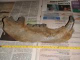 челюсть пещерного медведя, возраст более 20 000 лет, эксклюзивный подарок, в Тюмени, купить